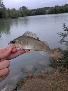 European Perch
