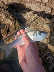 European Bass (Seabass)