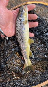 Brown Trout