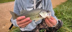 Smallmouth Bass