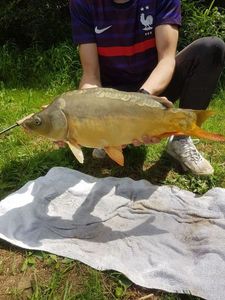 Mirror Carp