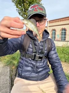 European Perch