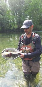 Brown Trout