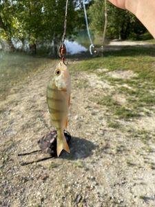 European Perch