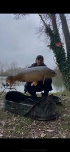 Common Carp