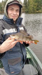 European Perch