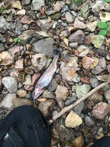 Rainbow Trout