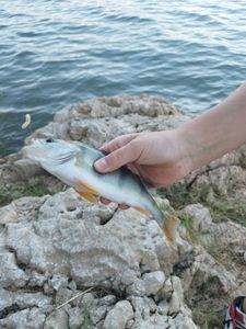 Largemouth Bass