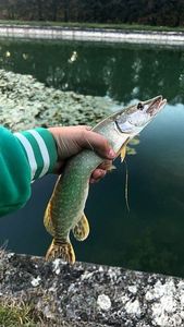Northern Pike