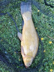 Tench