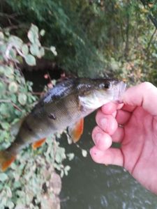 European Perch