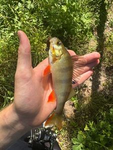 European Perch