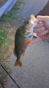 European Perch