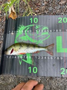 European Perch