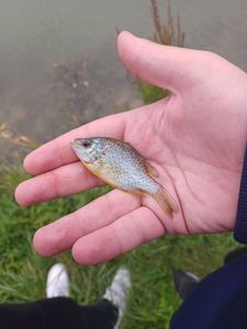 Pumpkinseed