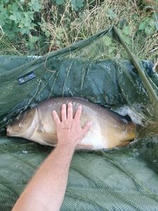 Leather Carp