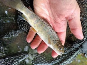 Brown Trout