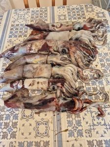 European Squid