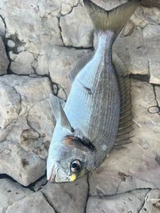 Gilthead Seabream