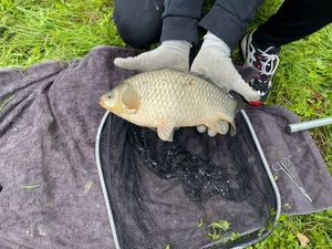 Crucian Carp