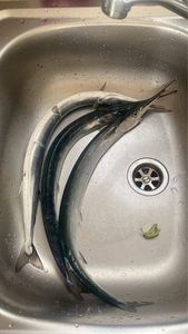 Garfish