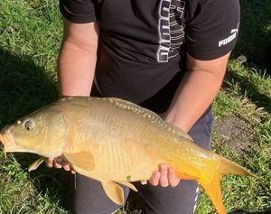 Mirror Carp