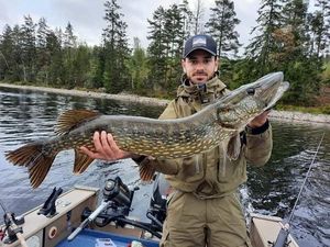 Northern Pike