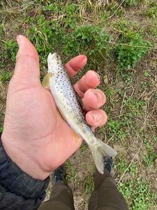 Brown Trout