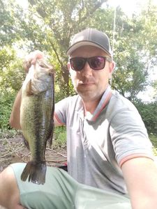 Largemouth Bass
