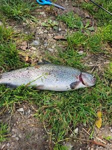 Rainbow Trout