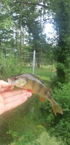 European Perch