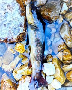 Brown Trout
