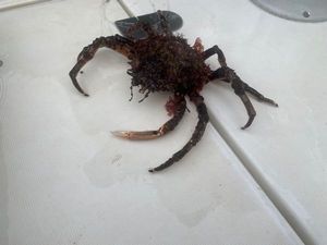 European Spider Crab