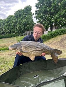 Common Carp