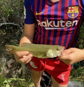 Largemouth Bass
