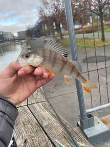European Perch