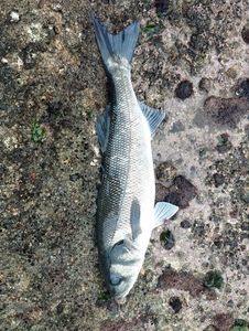 European Bass (Seabass)