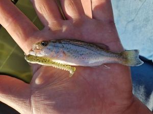 Largemouth Bass