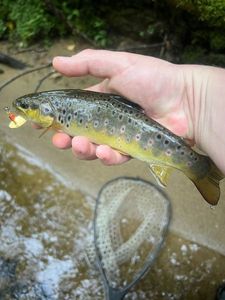 Brown Trout