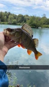 European Perch