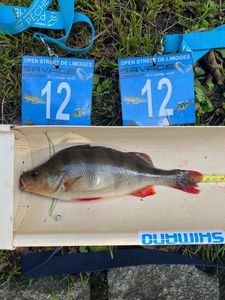 European Perch