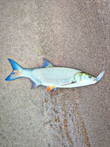Asp