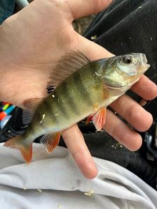 European Perch