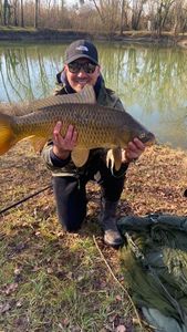Common Carp