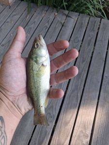Largemouth Bass