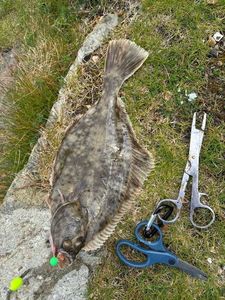 European Flounder