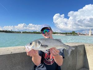 European Bass (Seabass)