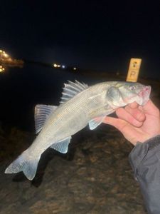 European Bass (Seabass)