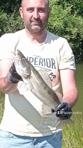 Zander