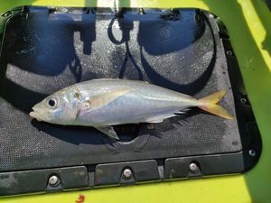 Greenback Horse Mackerel